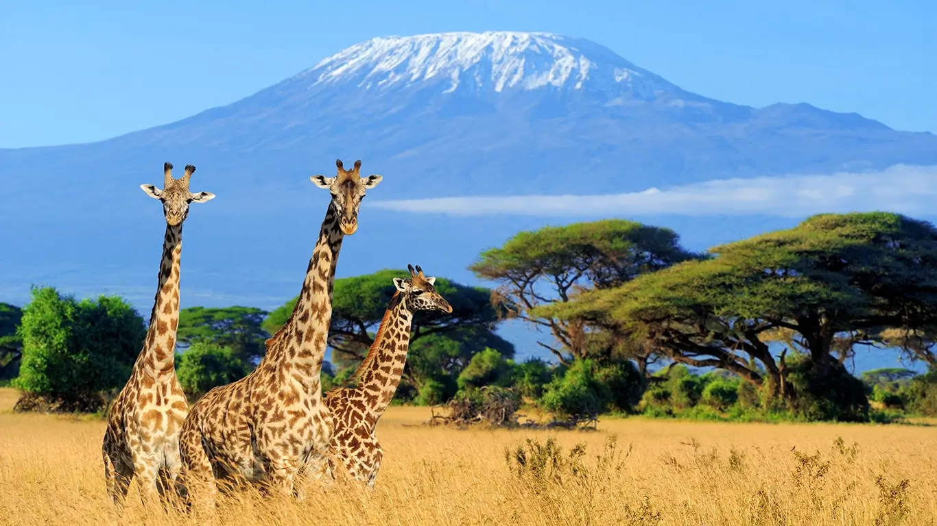 Three giraffes in a golden savanna with Mount Kilimanjaro in the background.